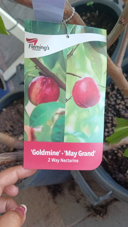 Nectarine Tree