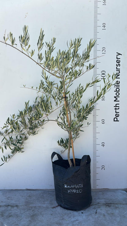 Olive Tree