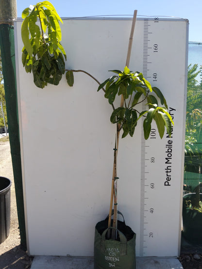 Osteen Mango Tree Dwarf