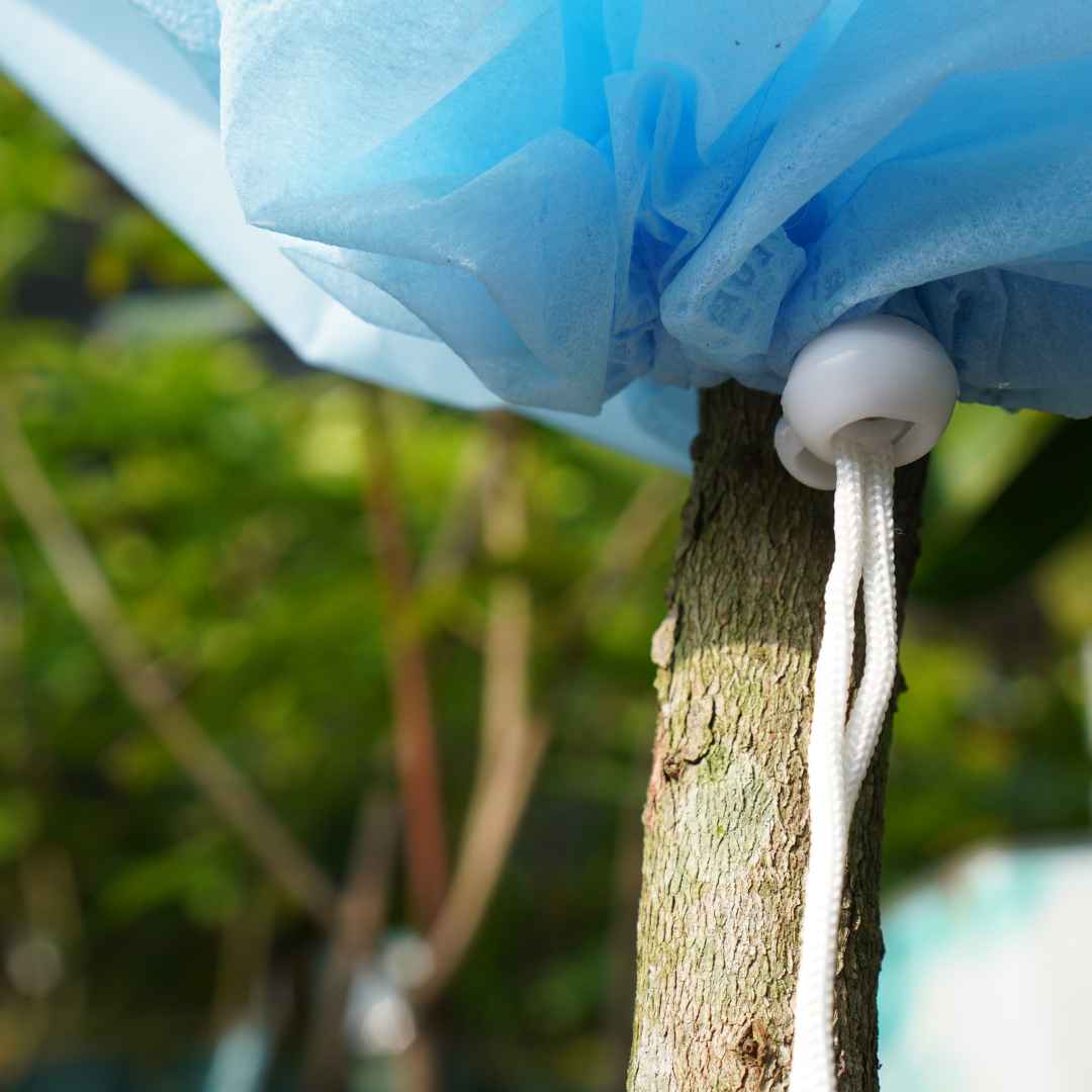 Frost Cloth for Fruit Trees