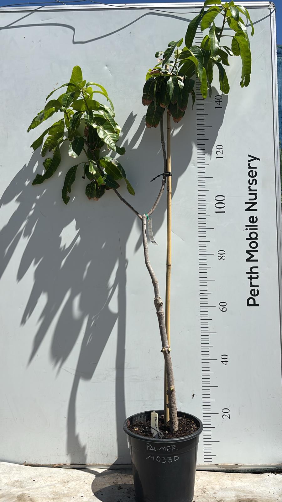 Palmer Mango Tree Dwarf