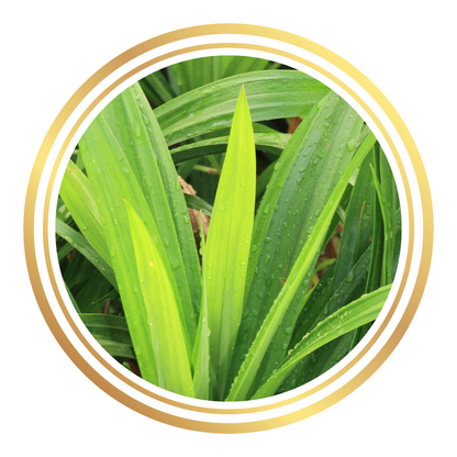 Pandan Leaves Plant