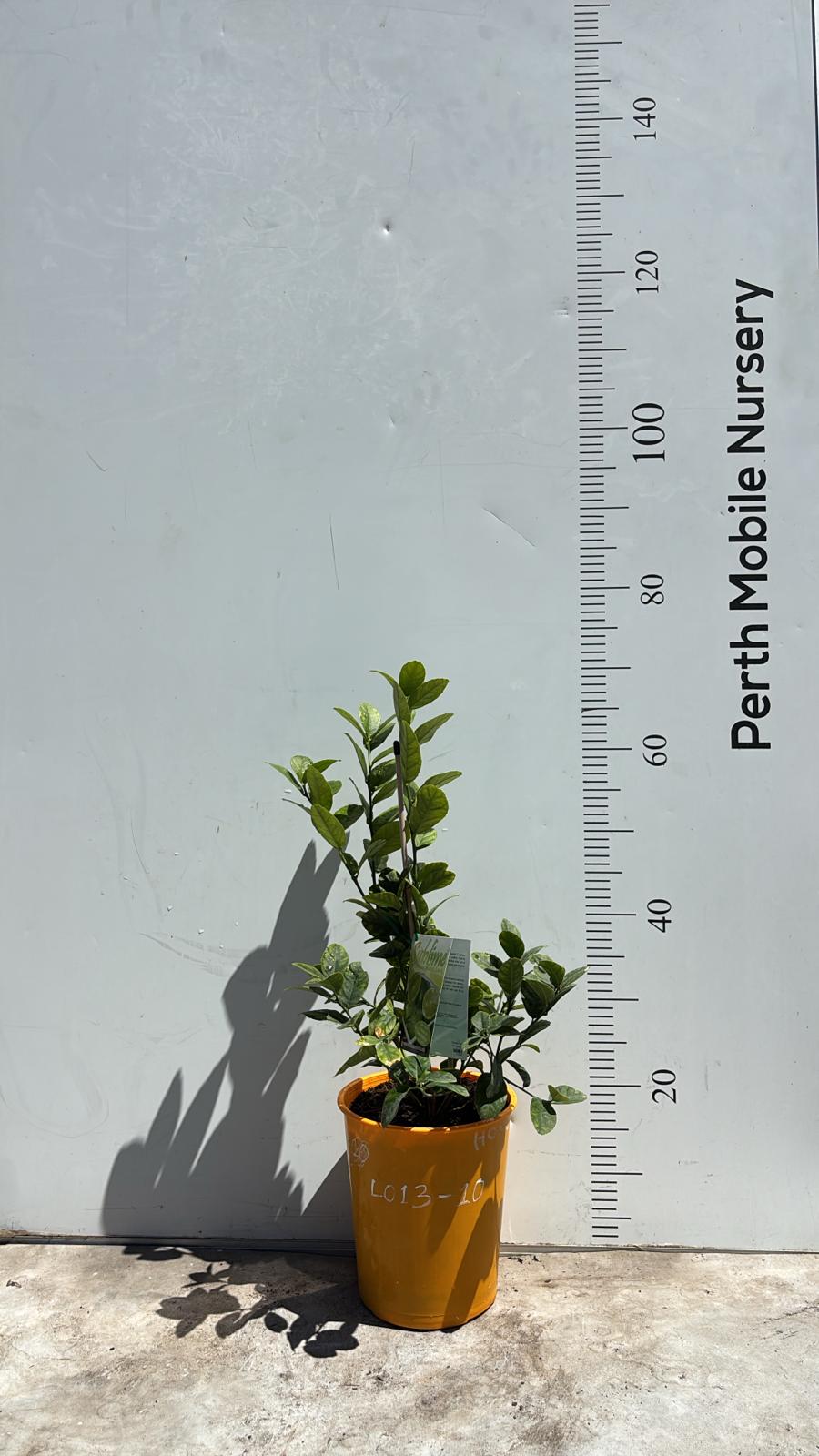 Dwarf Citrus Sublime Patio Lime Fruit Tree