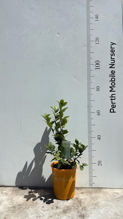 Dwarf Citrus Sublime Patio Lime Fruit Tree