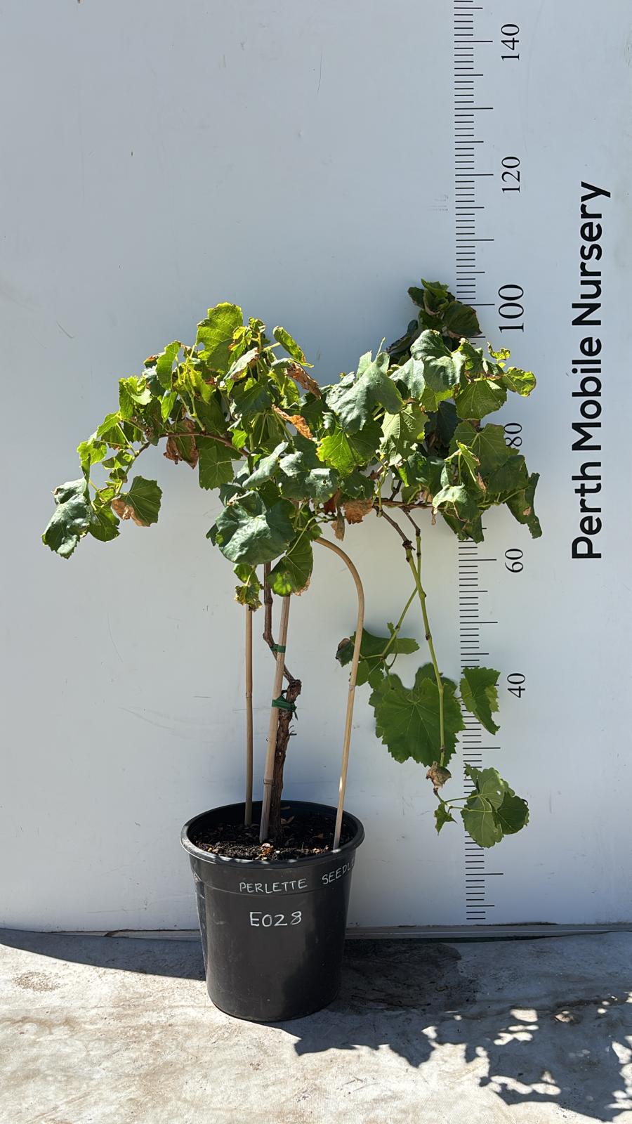 Grape Vines Fruiting