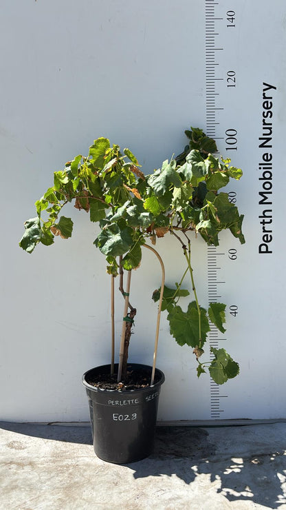 Grape Vines Fruiting