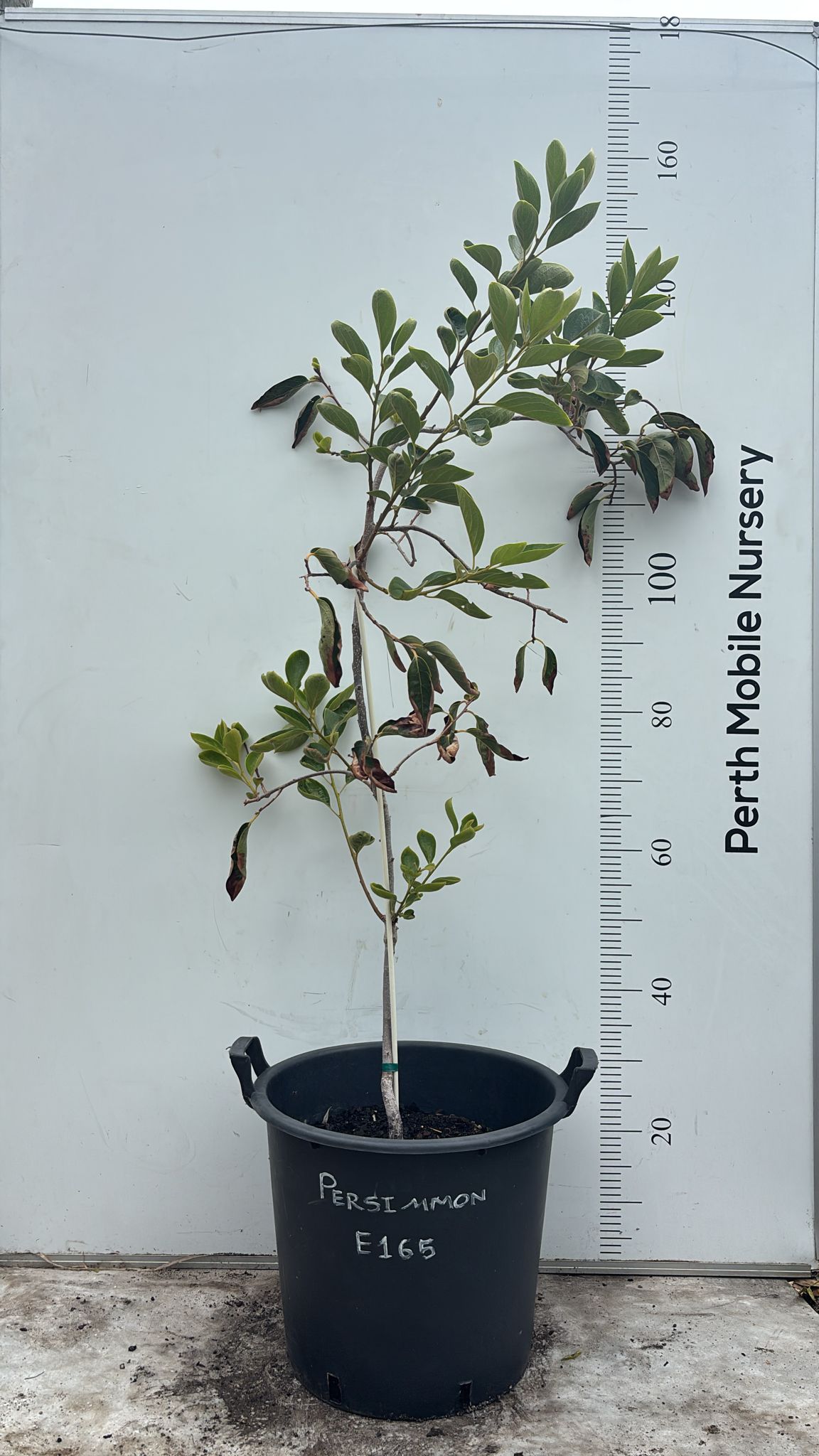 Persimmon Fuyu Fruit Tree