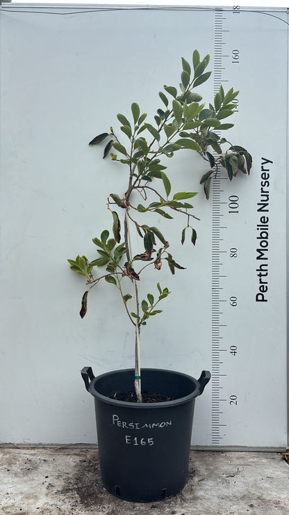 Persimmon Fuyu Fruit Tree