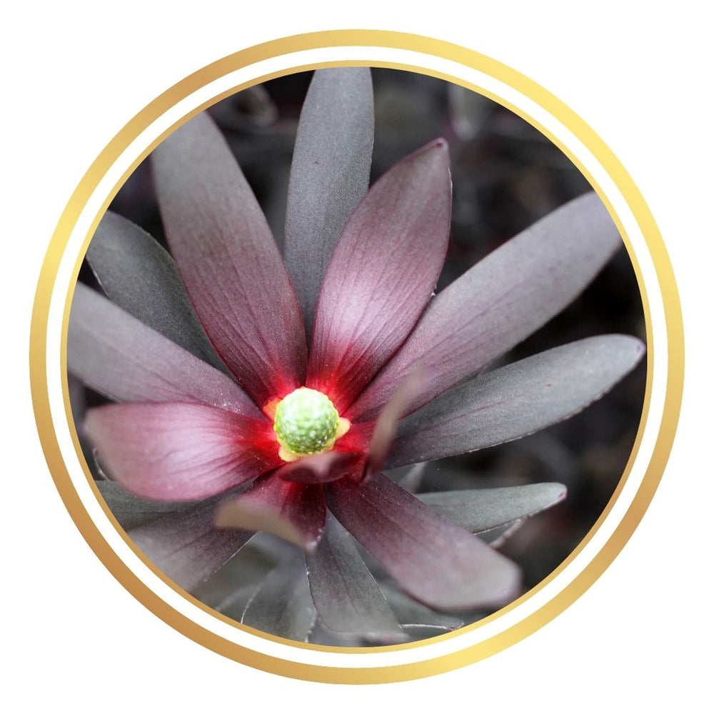 Leucadendron 'Burgundy Sunset'
