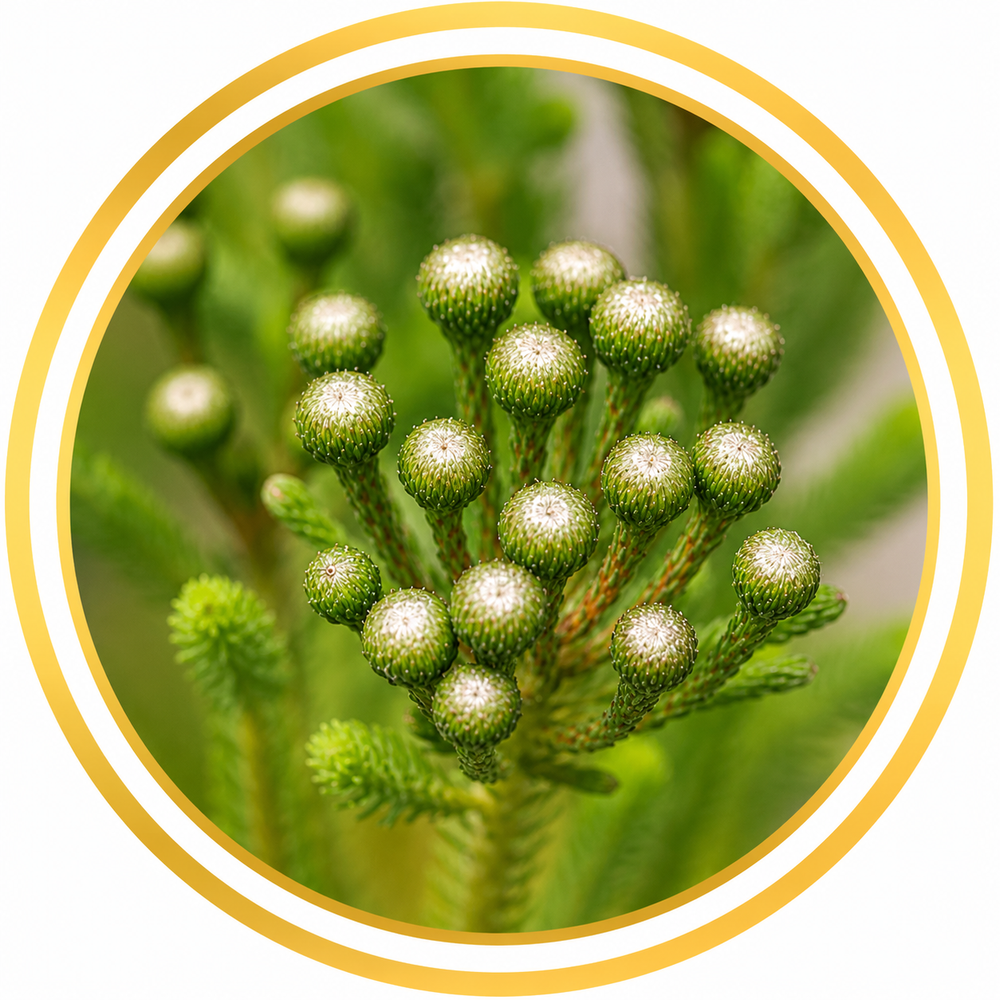 Brunia albiflora 'Lime'