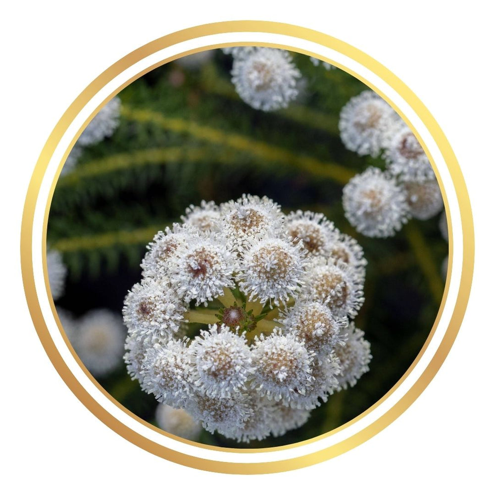 Berzelia rubra 'Buttonbush Rose'
