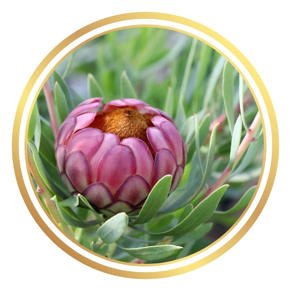 Protea effusa