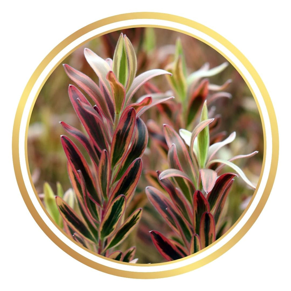 Leucadendron 'Jester'