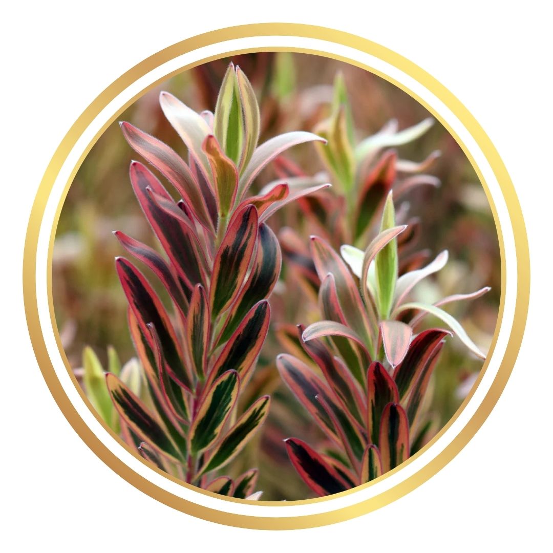 Leucadendron 'Jester'