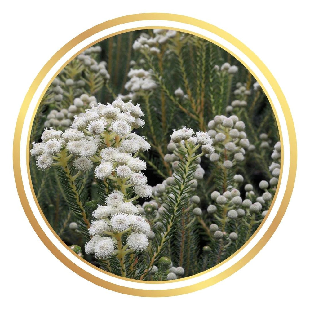 Berzelia lanuginosa 'Buttonbush Snow'