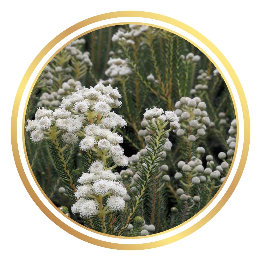 Berzelia lanuginosa 'Buttonbush Snow'