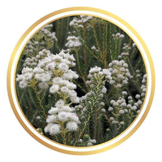 Berzelia lanuginosa 'Buttonbush Snow'