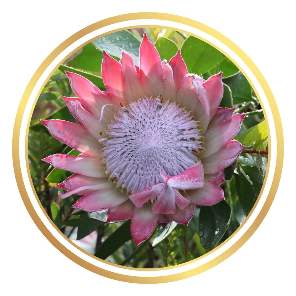 Protea King Pink