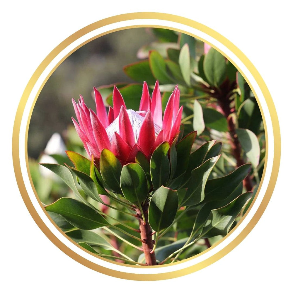 Protea 'Madiba'