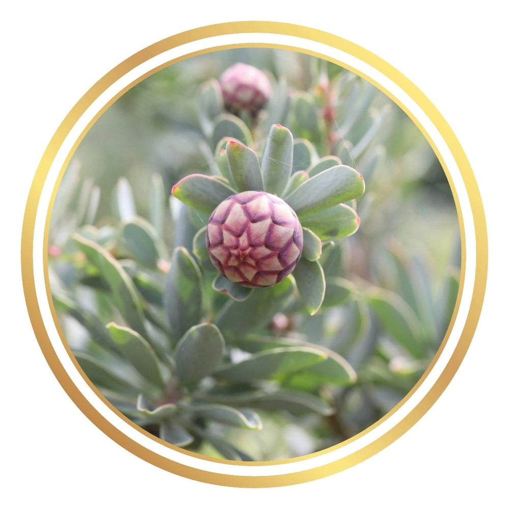 Protea Sulphurea