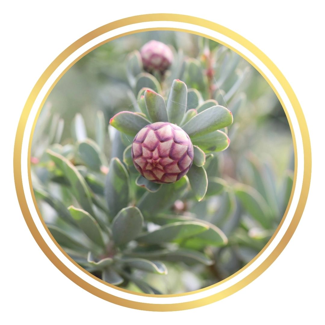 Protea sulphurea