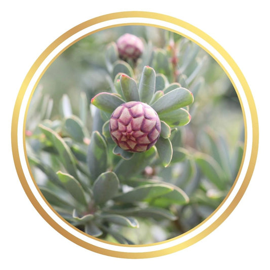 Protea sulphurea