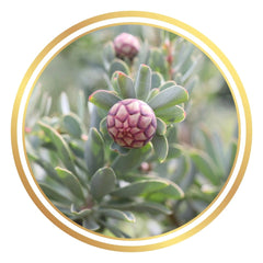 Protea sulphurea