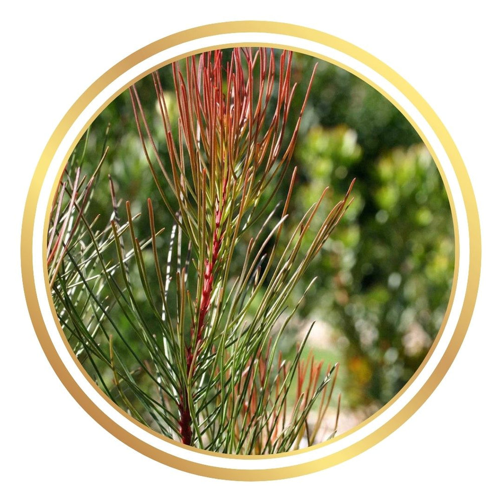 Aulax cancellata 'Red Haze' Female