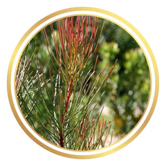 Aulax cancellata 'Red Haze' Female