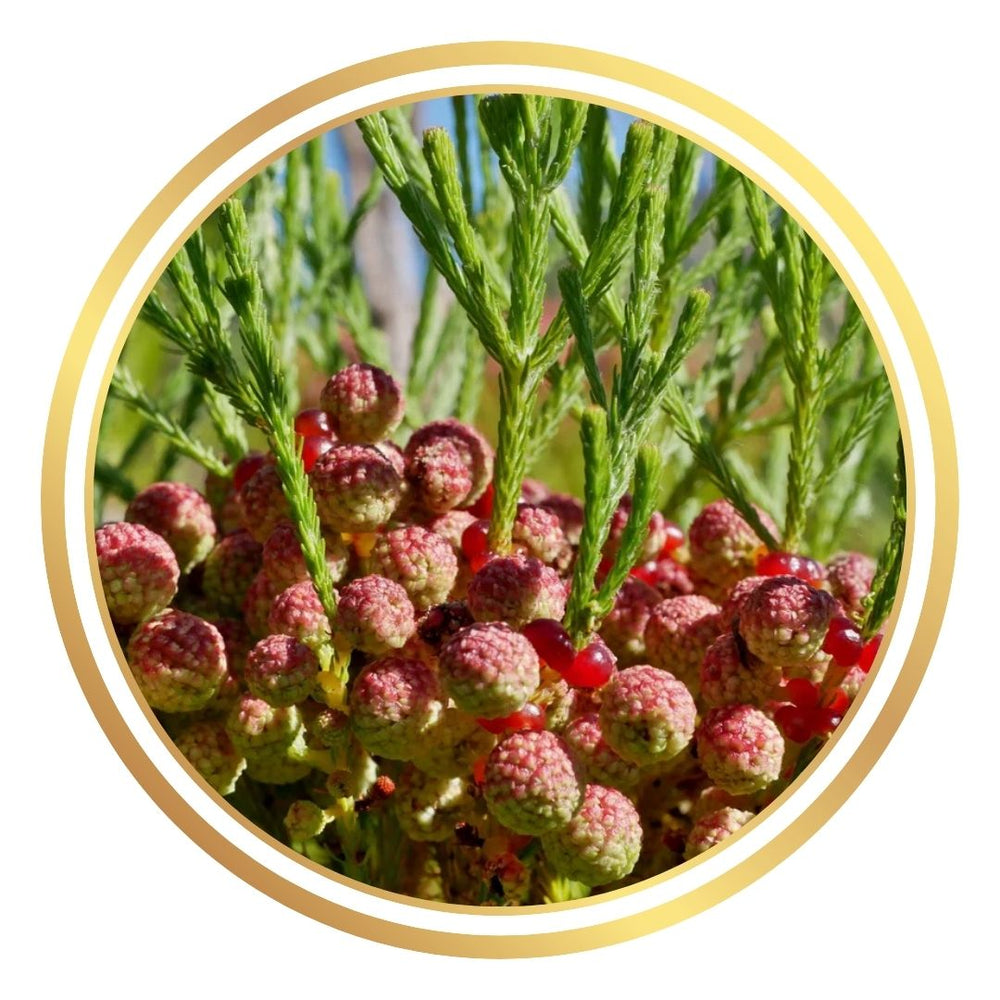 Berzelia 'Strawberry Jelly'