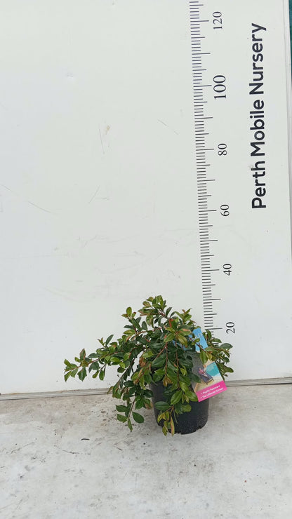 Lilly Pilly (Syzygium australe ‘Backyard Bliss’)