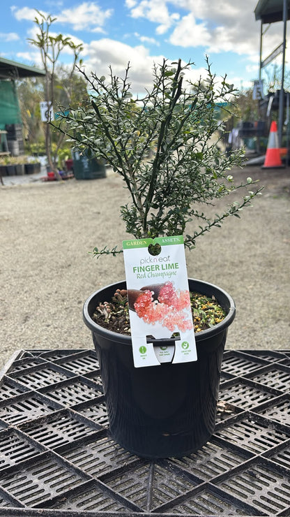 Finger Lime (Citrus australasica)