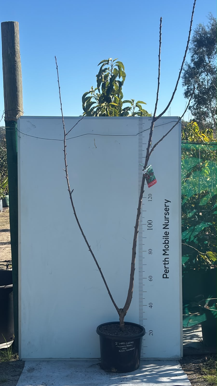 Cherry Tree 2 way