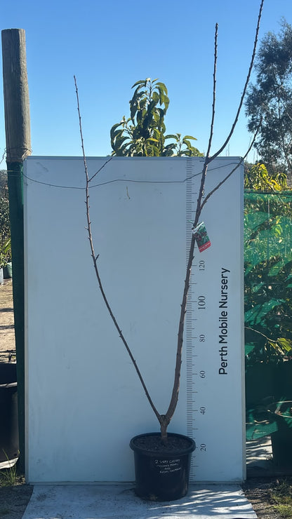Cherry Tree 2 way