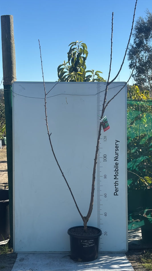 Cherry Tree 2 way