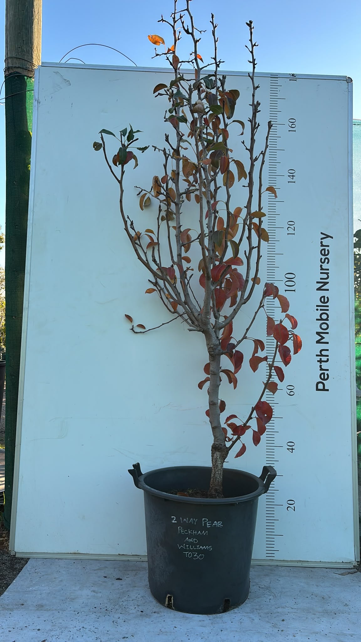 Pear Tree 2 Way