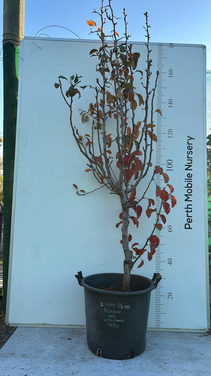 Pear Tree 2 Way