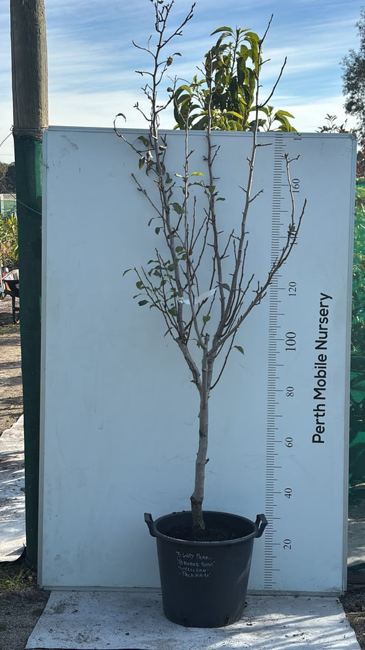 3 Way Grafted Pear Fruit Tree