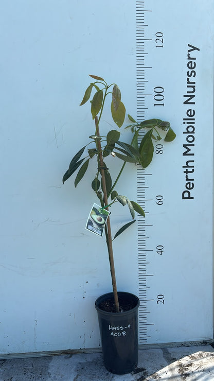 Avocado Fruit Tree