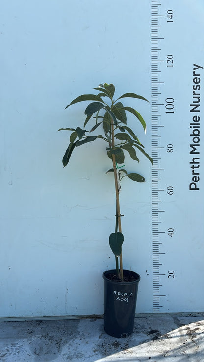 Avocado Fruit Tree
