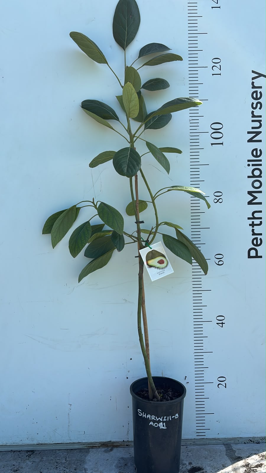 Avocado Fruit Tree