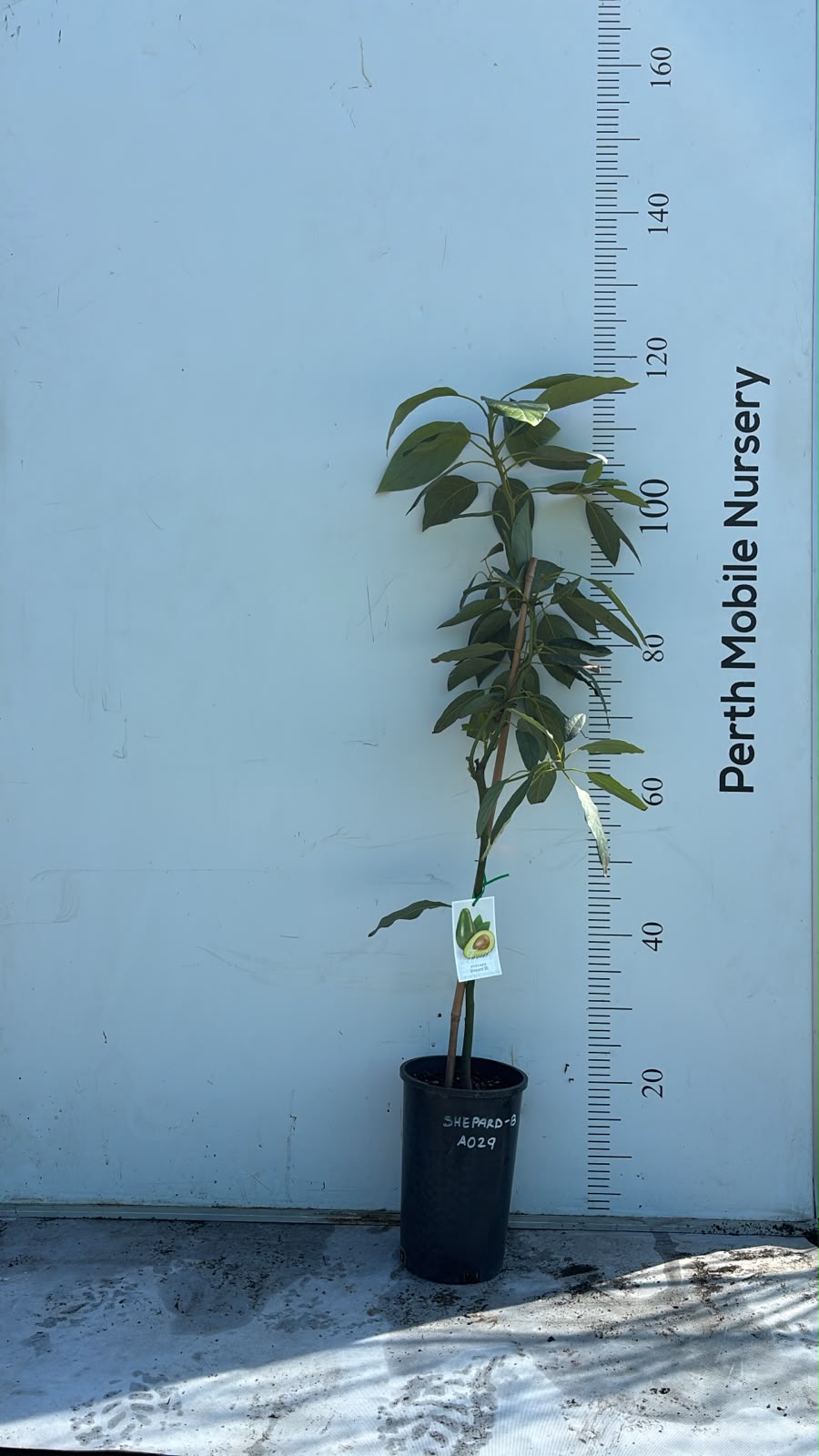 Avocado Fruit Tree