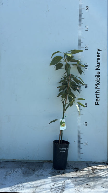 Avocado Fruit Tree