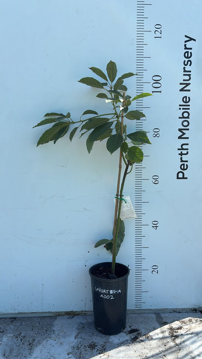 Avocado Fruit Tree