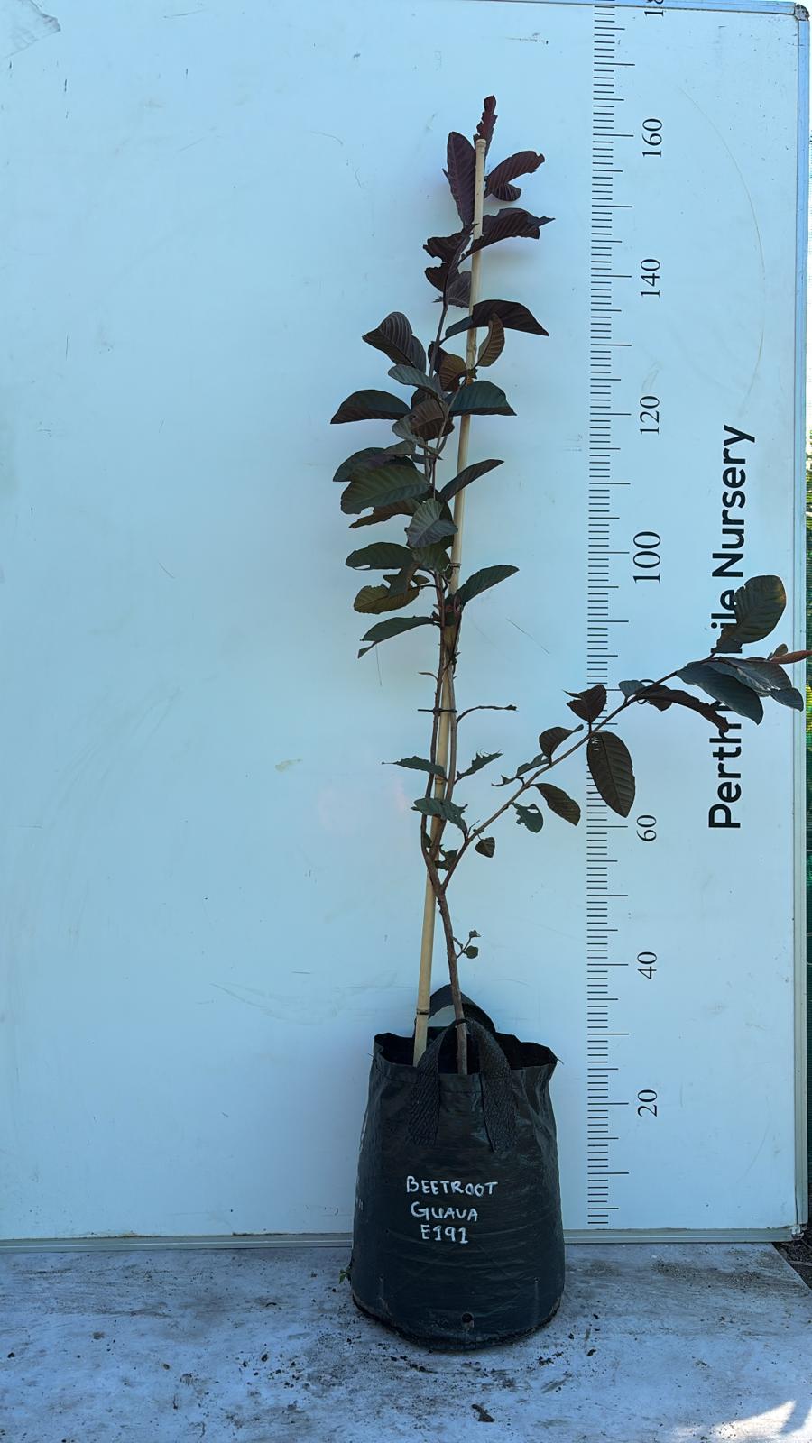 Beetroot Guava Tree