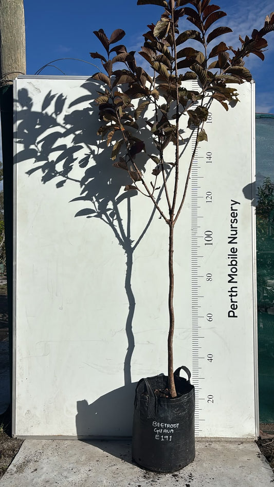 Beetroot Guava Tree