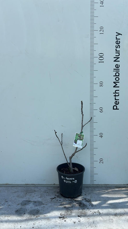 Fig Tree Black Genoa