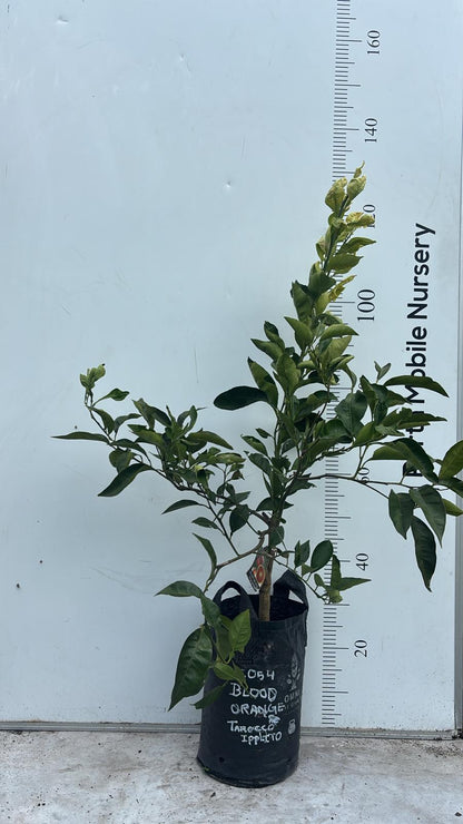 Blood Orange Fruit Tree
