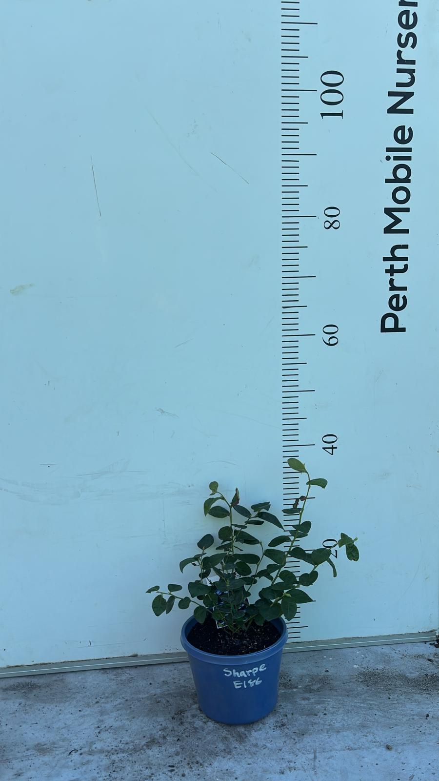 Blueberry Blueberries Bush