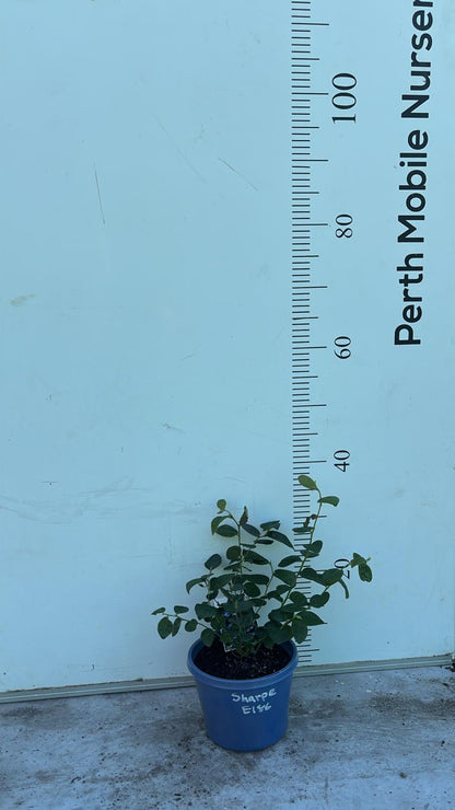 Blueberry Blueberries Bush
